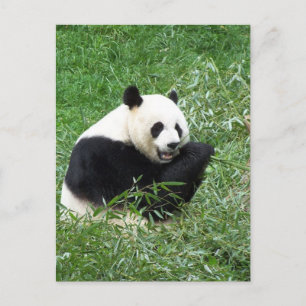 Giant Panda Eating Bamboo Vykort