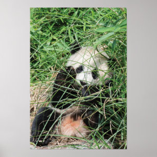 Giant Panda Gömmande gräs Poster