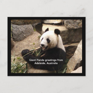 Giant panda hälsning-kort vykort