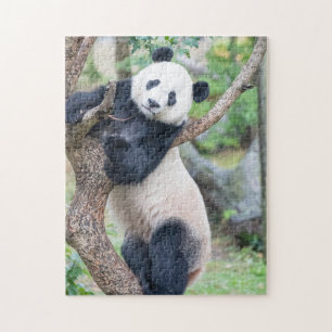 Giant Panda hangar ut i ett Träd-pussel Pussel