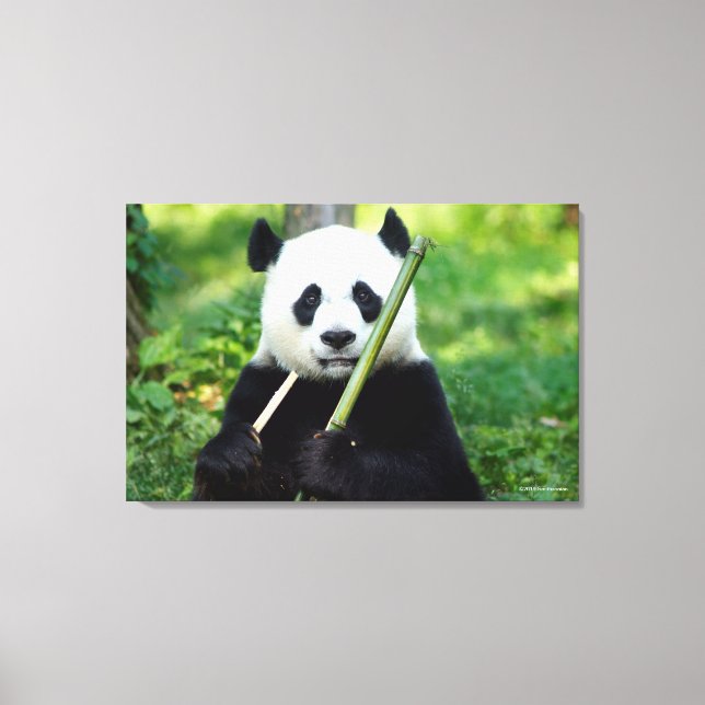 Giant Panda Holding Bamboo Canvastryck (Framsida)