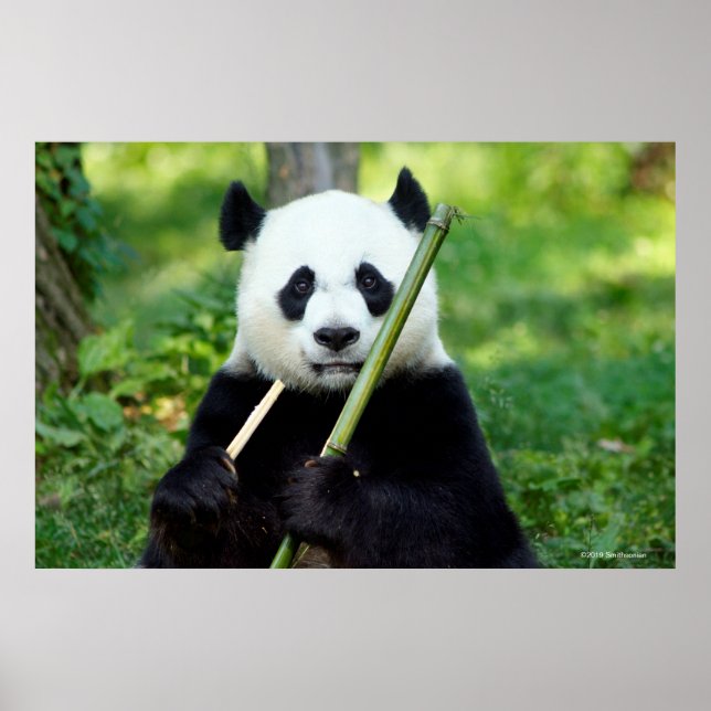 Giant Panda Holding Bamboo Poster (Framsidan)