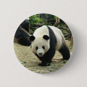 Giant panda i en vild djurparksfotografi. knapp