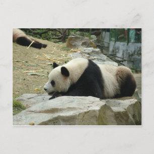 Giant panda i en vild djurparksfotografi. vykort