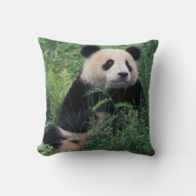 Giant panda i gräset, Wolong Valley, Sichuan Kudde (Framsida)