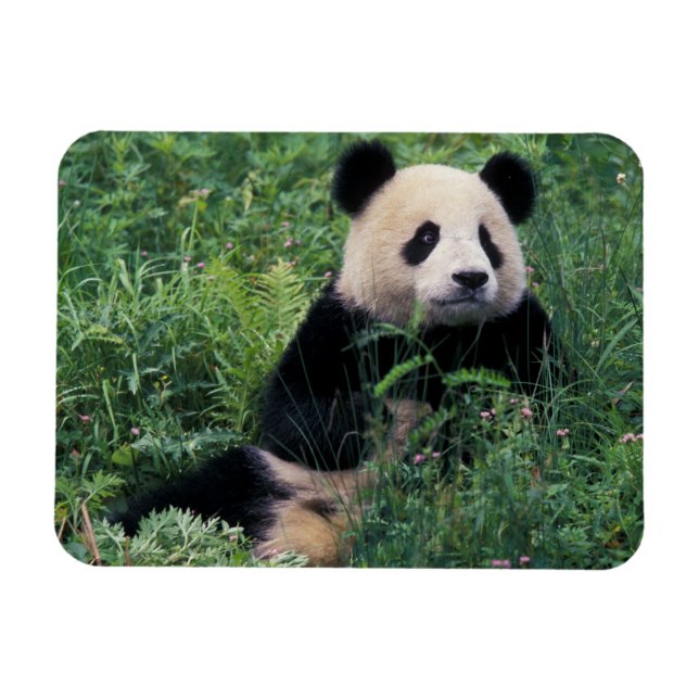 Giant panda i gräset, Wolong Valley, Sichuan Magnet (Horisontell)