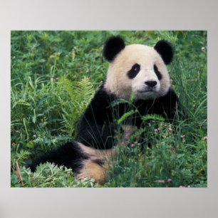 Giant panda i gräset, Wolong Valley, Sichuan Poster