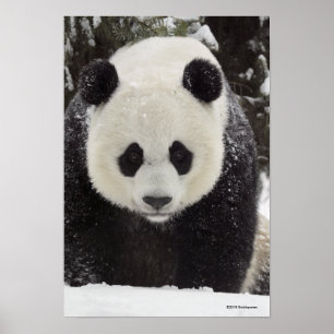 Giant Panda i Snö Poster