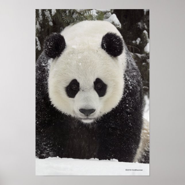 Giant Panda i Snö Poster (Framsidan)