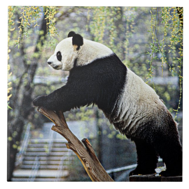 Giant Panda Kakelplatta (Framsidan)