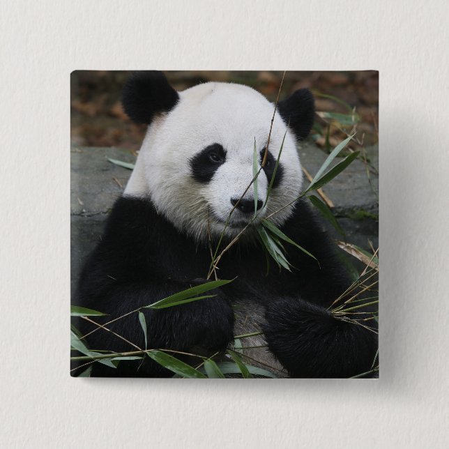 Giant panda knapp (Framsida)