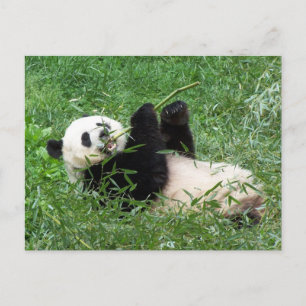 Giant Panda Lounging Eating Bamboo Vykort