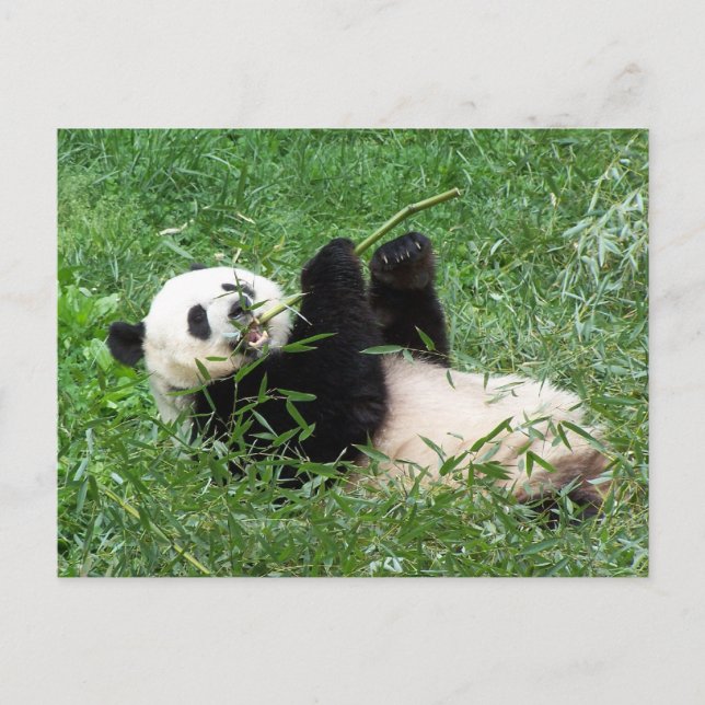 Giant Panda Lounging Eating Bamboo Vykort (Framsida)