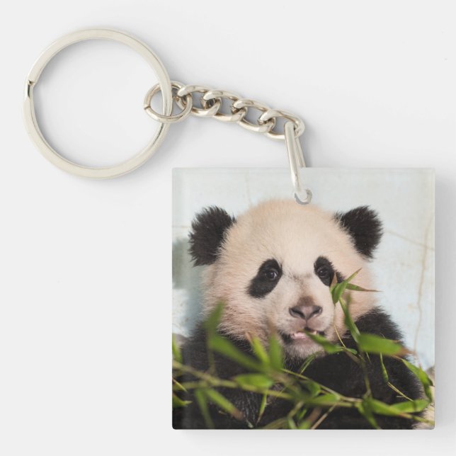 Giant Panda lutar mot Wall (Framsidan)