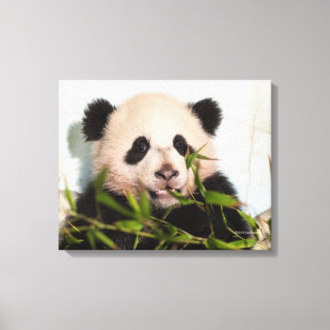 Giant Panda lutar mot Wall Canvastryck (Framsida)
