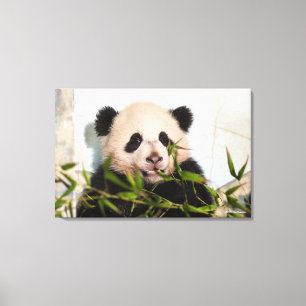 Giant Panda lutar mot Wall Canvastryck