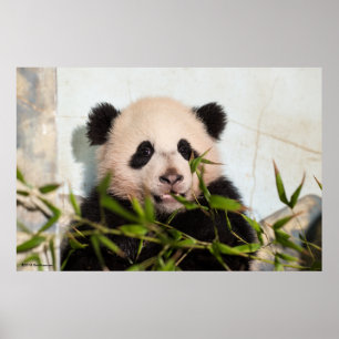 Giant Panda lutar mot Wall Poster