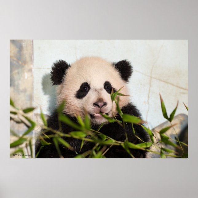 Giant Panda lutar mot Wall Poster (Framsidan)