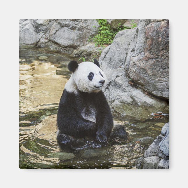 Giant Panda Magnet (Framsidan)