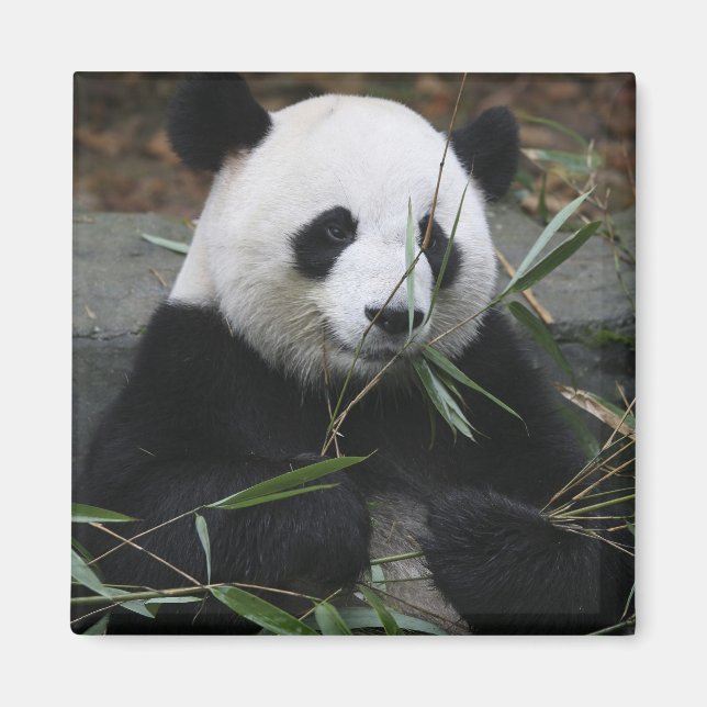 Giant panda magnet (Framsidan)