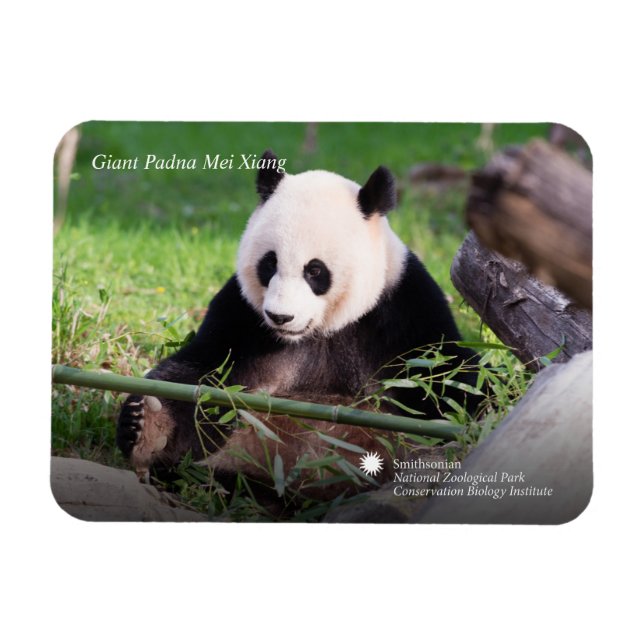 Giant Panda Mei Xiang Magnet (Horisontell)