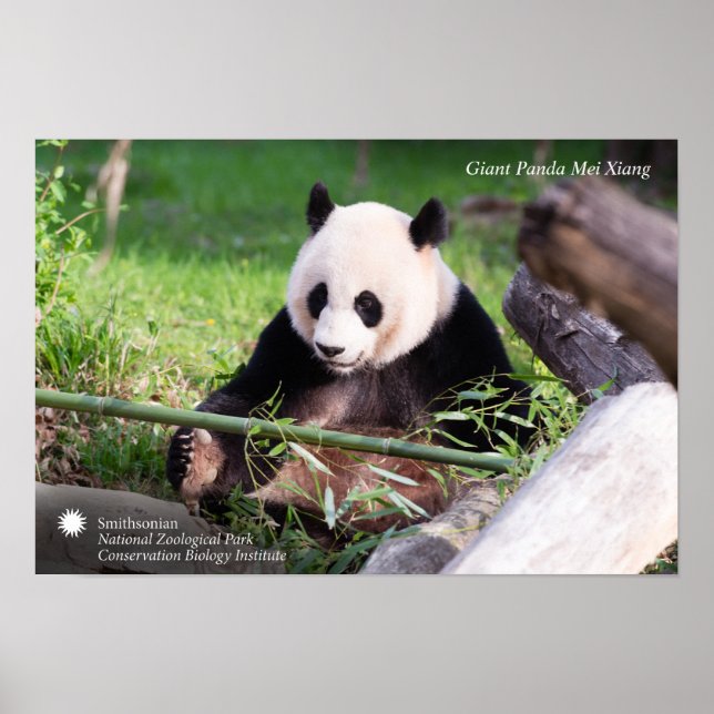 Giant Panda Mei Xiang Poster (Framsidan)