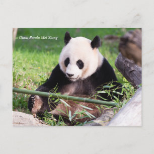 Giant Panda Mei Xiang Vykort