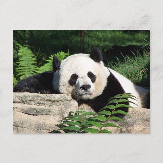 Giant Panda Napping Vykort (Framsida)