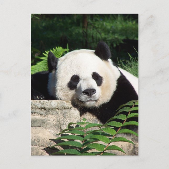 Giant Panda Napping Vykort (Framsida)