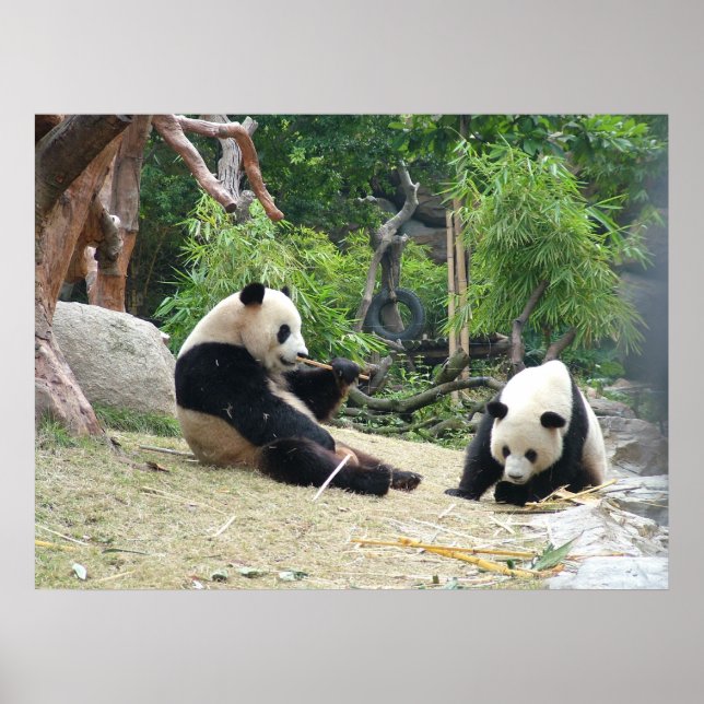 Giant Panda och Bamboo Poster (Framsidan)