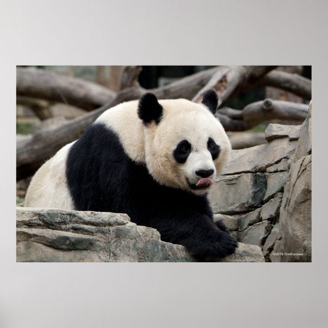 Giant Panda på Sten Poster (Framsidan)