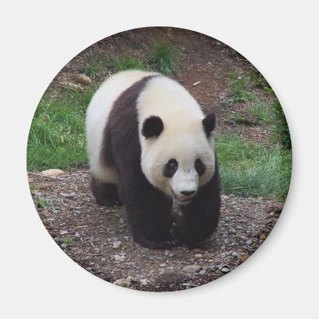 Giant Panda Photo Circle Magnet (Framsidan)