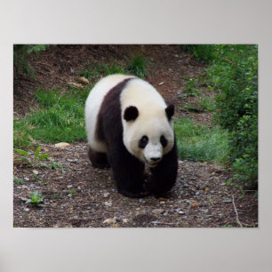 Giant Panda Photo Poster