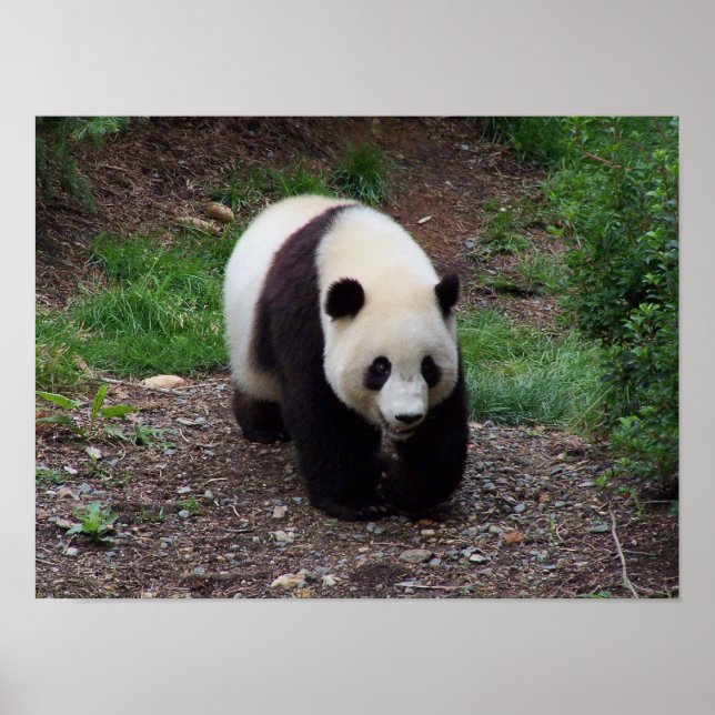 Giant Panda Photo Poster (Framsidan)