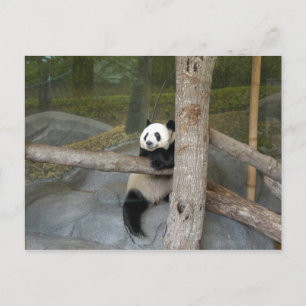 Giant Panda Postcard Vykort