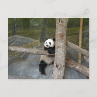 Giant Panda Postcard Vykort