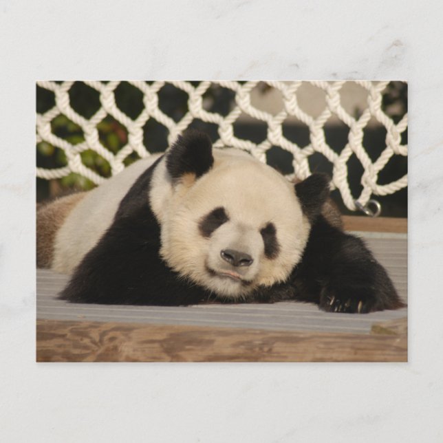 Giant Panda Postcard Vykort (Framsida)