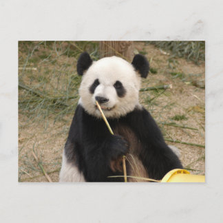 Giant Panda Postcard Vykort