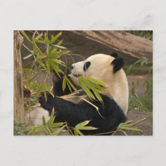 Giant Panda Postcard Vykort