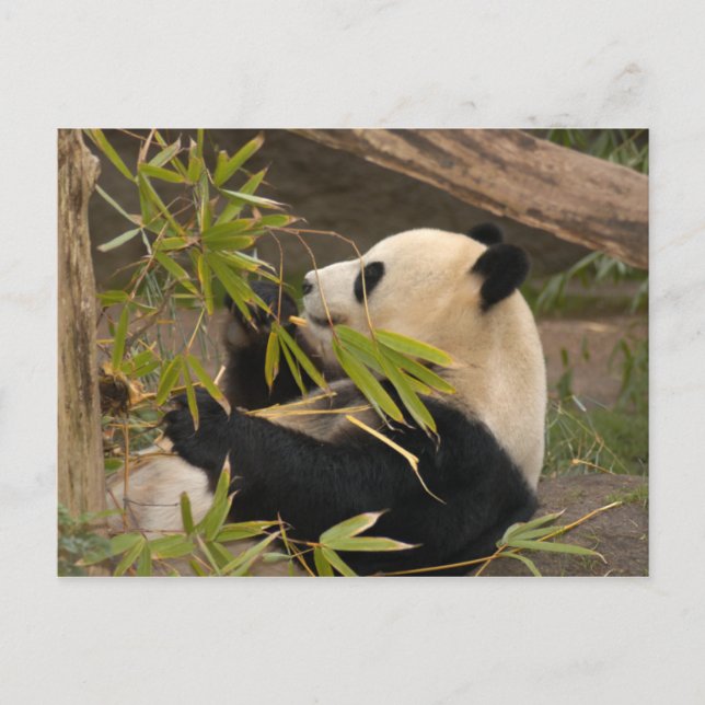Giant Panda Postcard Vykort (Framsida)