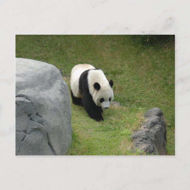 Giant Panda Postcard Vykort (Framsida)