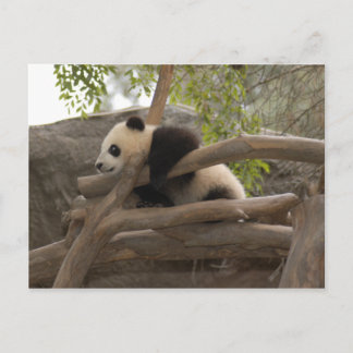 Giant Panda Postcard Vykort