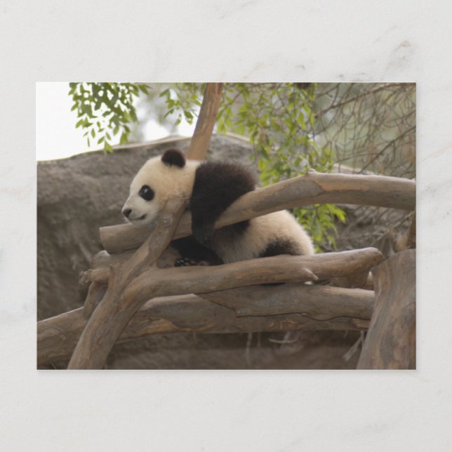 Giant Panda Postcard Vykort (Framsida)