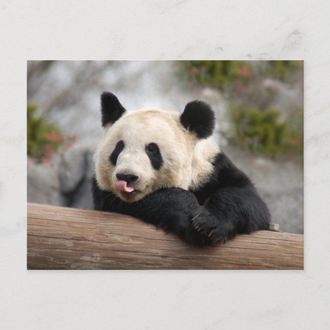 Giant Panda Postcard Vykort (Framsida)
