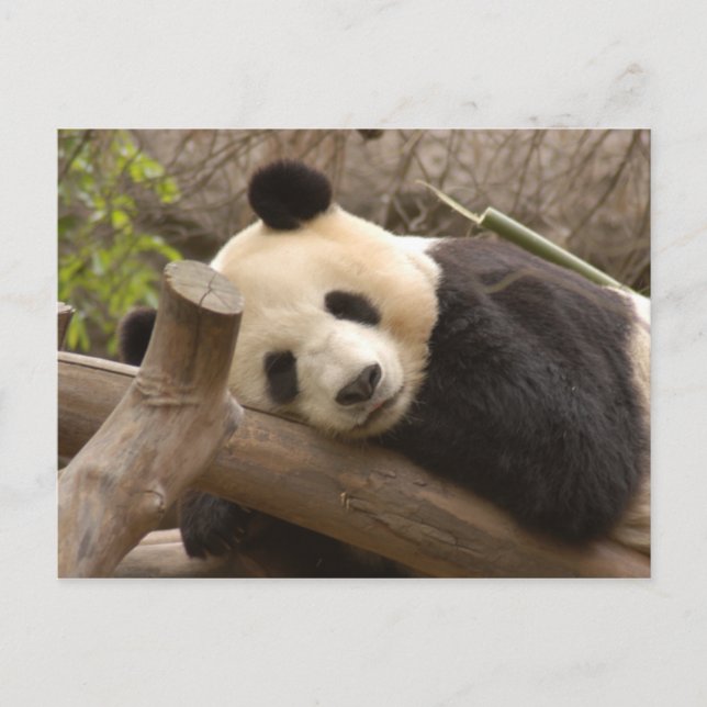 Giant Panda Postcard Vykort (Framsida)