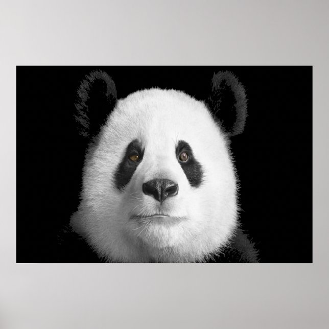 Giant Panda Poster (Framsidan)