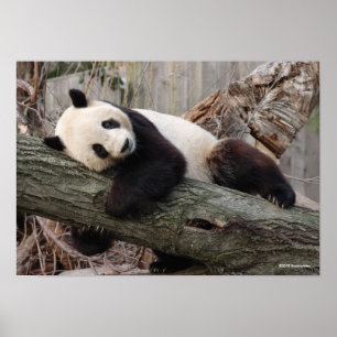 Giant Panda Relaxing och Hugger Träd Gren Poster