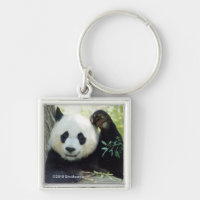 Giant Panda Restoration against Träd
