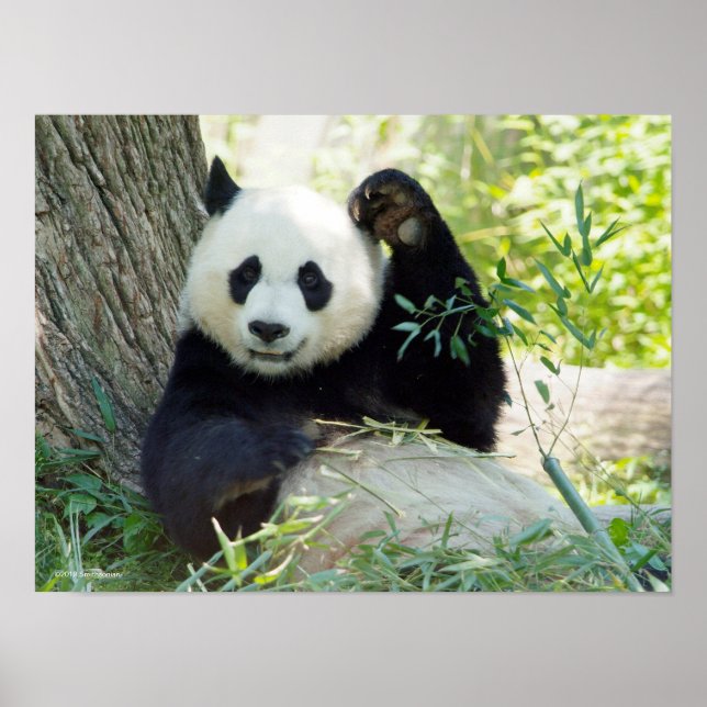 Giant Panda Restoration against Träd Poster (Framsidan)