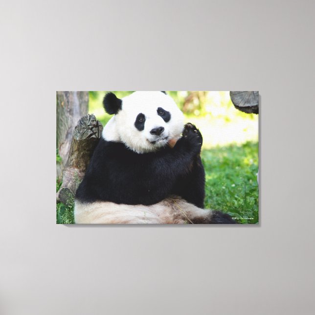 Giant Panda Sitta Canvastryck (Framsida)